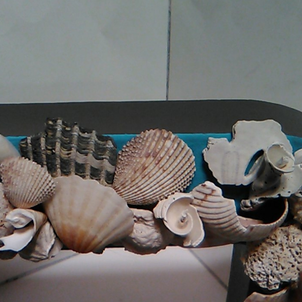 Shell Shelf Sitter - Picture 4 of 14